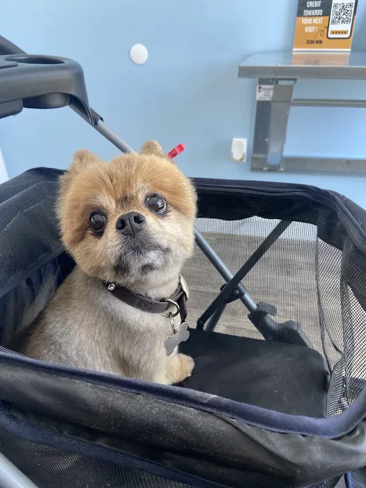 VIP Animal Hospital Picture 8