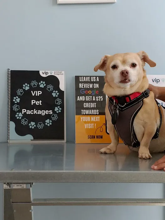 VIP Animal Hospital Picture 3