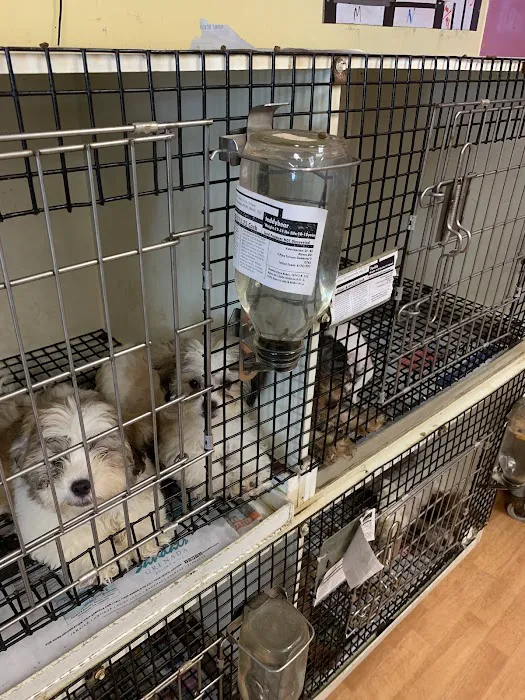 D and G pups Picture 5
