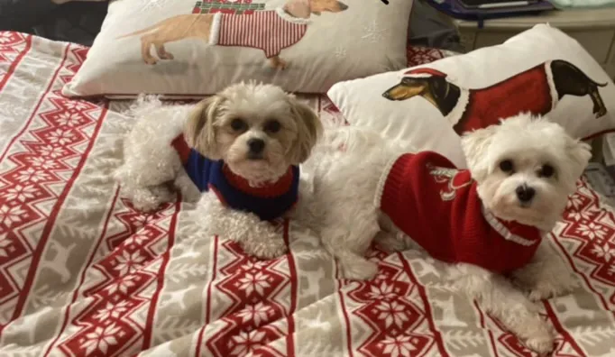 D and G pups Picture 2