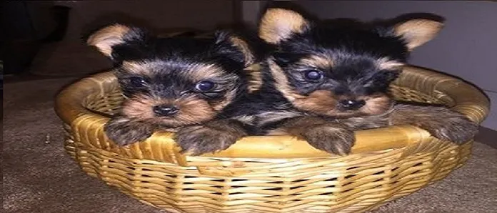 D and G pups Picture 10
