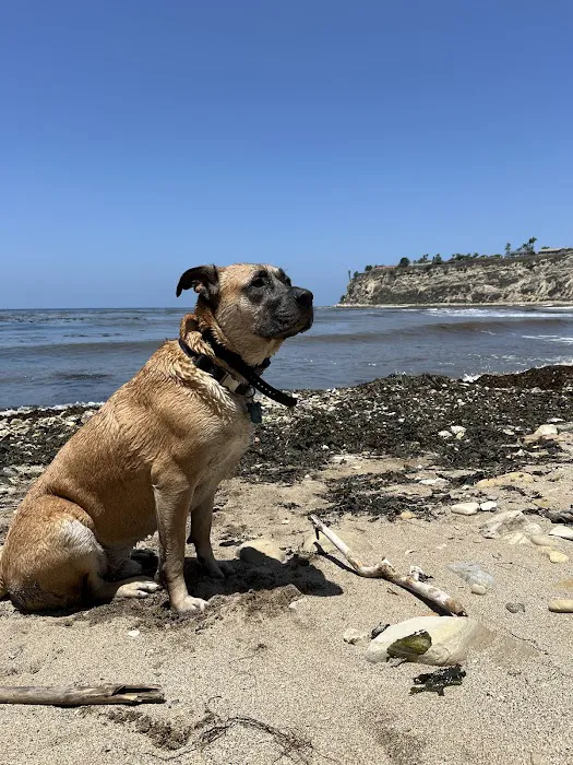 Point Vicente Animal Hospital Picture 10