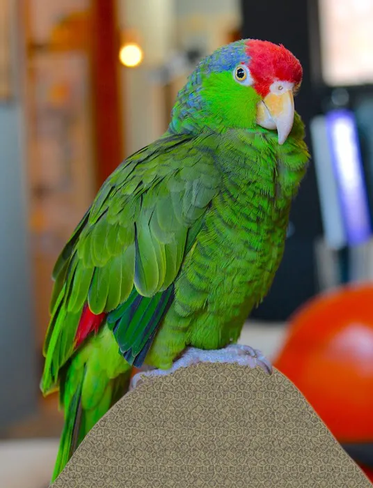 Point Vicente Animal Hospital Picture 8