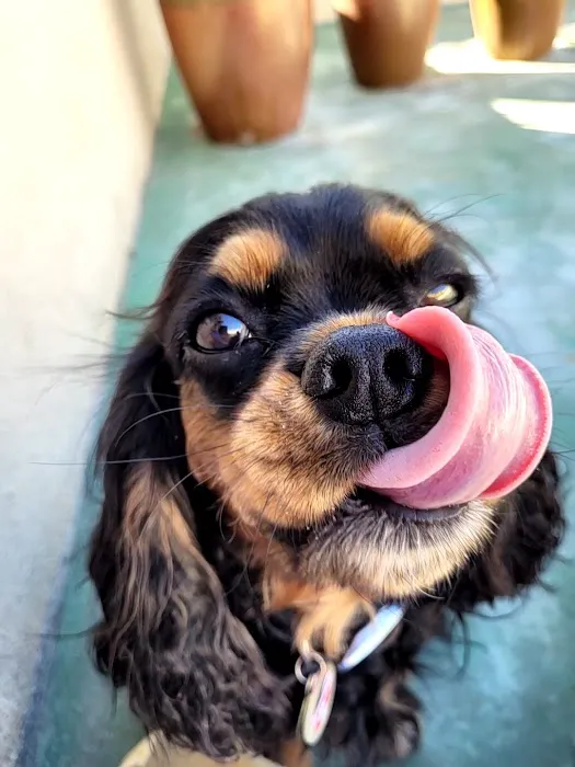 Point Vicente Animal Hospital Picture 7