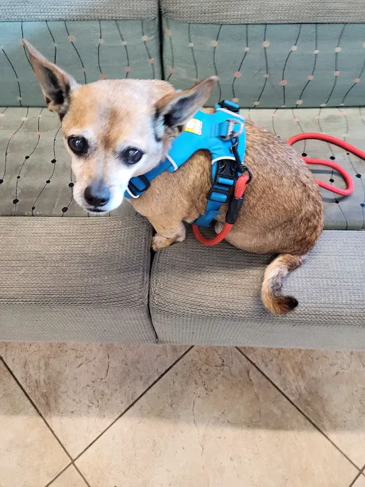 Point Vicente Animal Hospital Picture 4