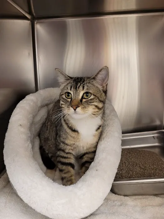 Point Vicente Animal Hospital Picture 2