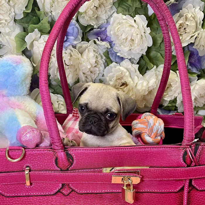 Fashionable Pets Picture 7