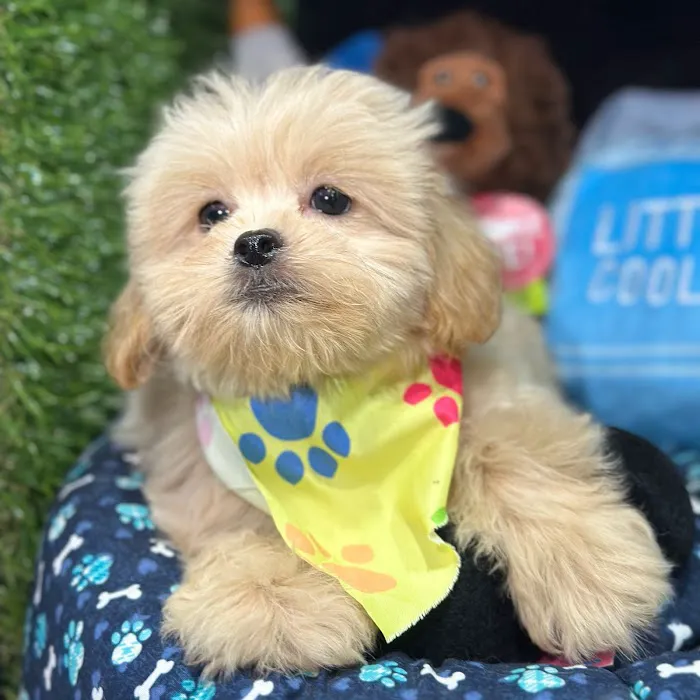 Fashionable Pets Picture 3