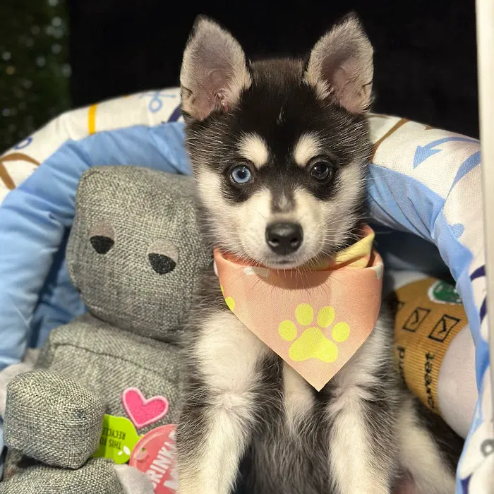 Fashionable Pets Picture 9
