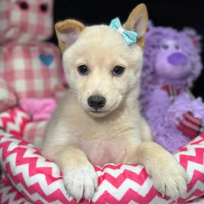 Fashionable Pets Picture 4