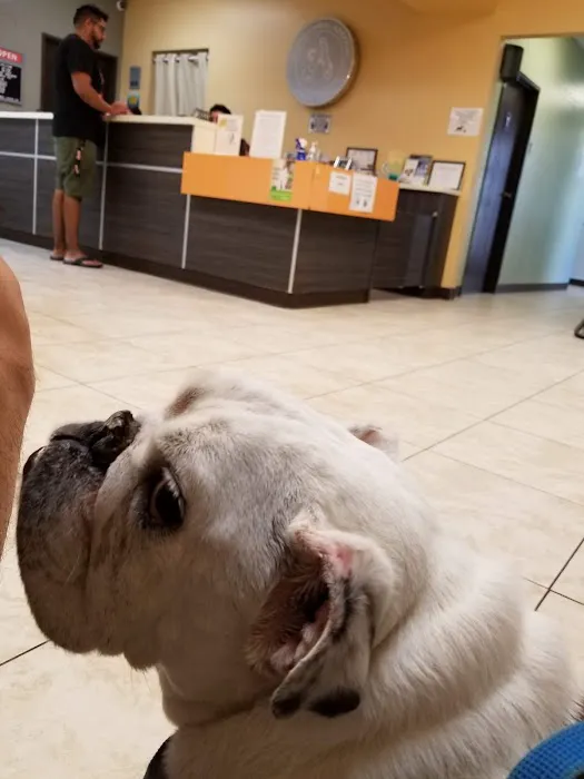 Azusa Animal Hospital Picture 1