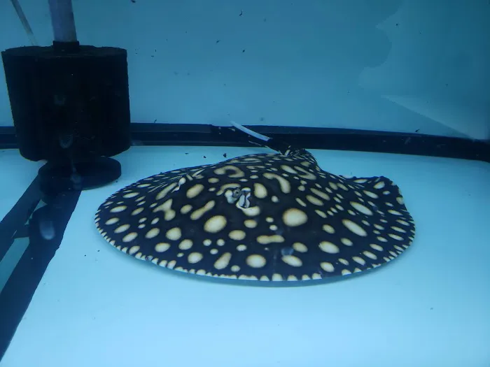 Global Fish Co. Picture 4
