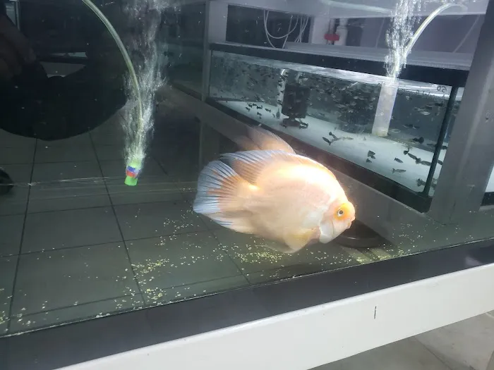 Global Fish Co. Picture 3