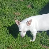 West Foothill Animal Hospital ico