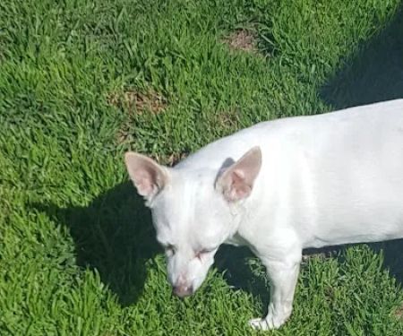 West Foothill Animal Hospital