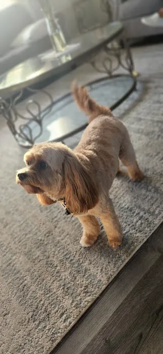 Fluffy Pets Picture 7