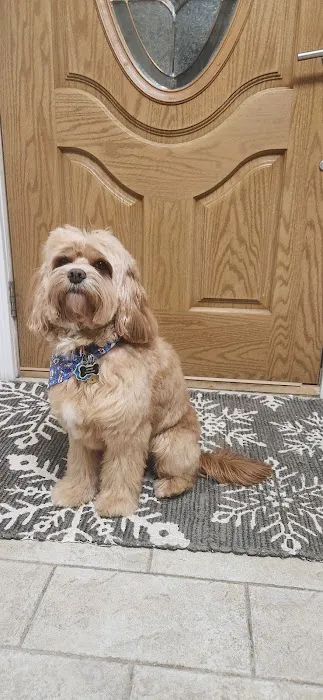 Fluffy Pets Picture 8