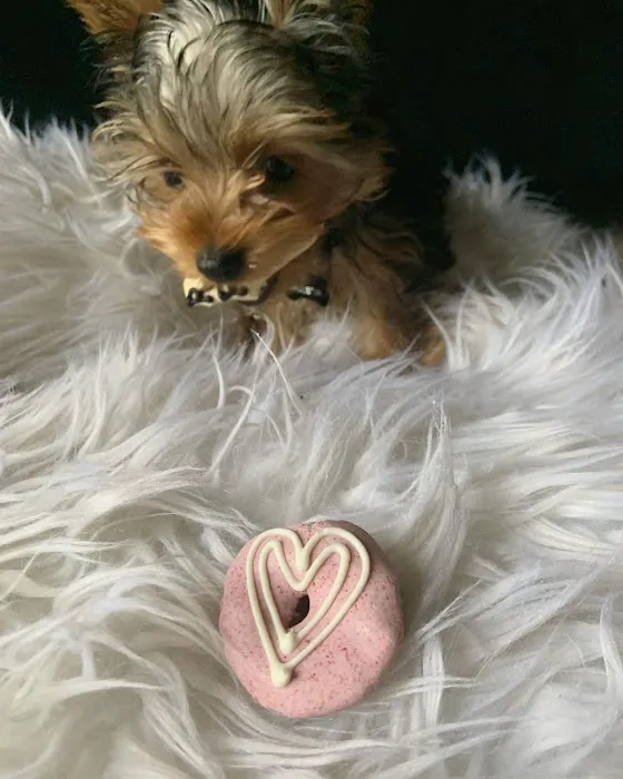 Yorkie Puppies For rehoming USA Picture 5