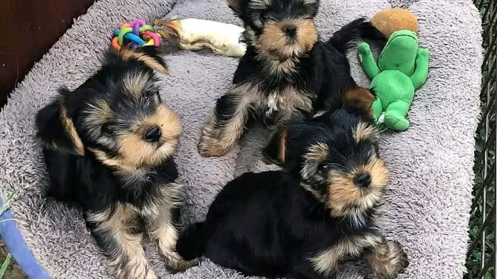 Yorkie Puppies For rehoming USA Picture 4