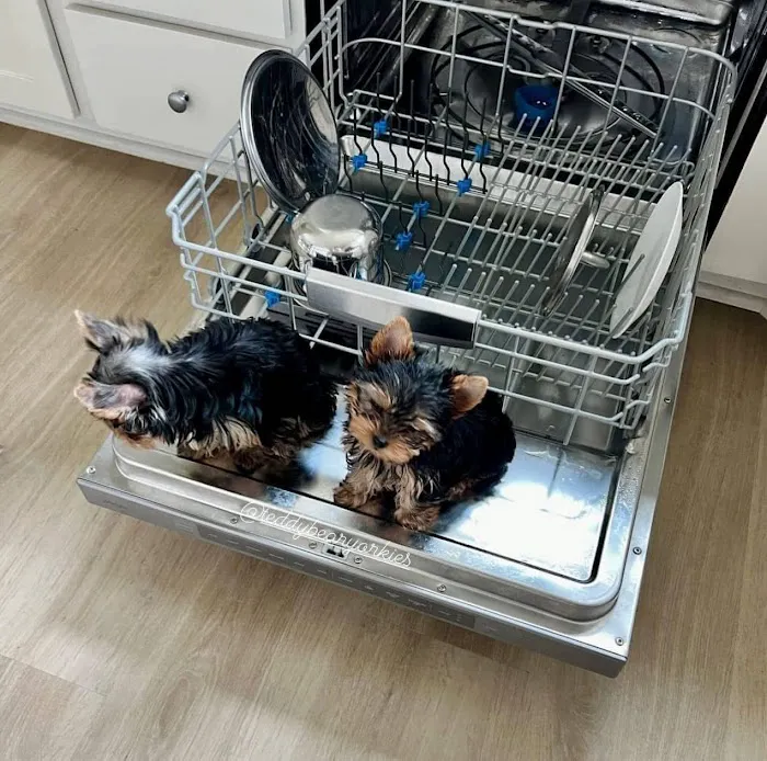 Yorkie Puppies For rehoming USA Picture 3