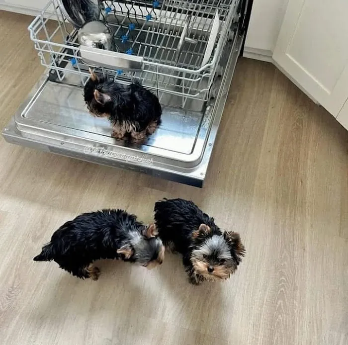 Yorkie Puppies For rehoming USA Picture 7
