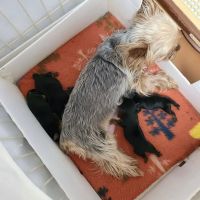 Yorkie Puppies For rehoming USA ico