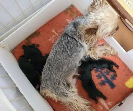 Yorkie Puppies For rehoming USA