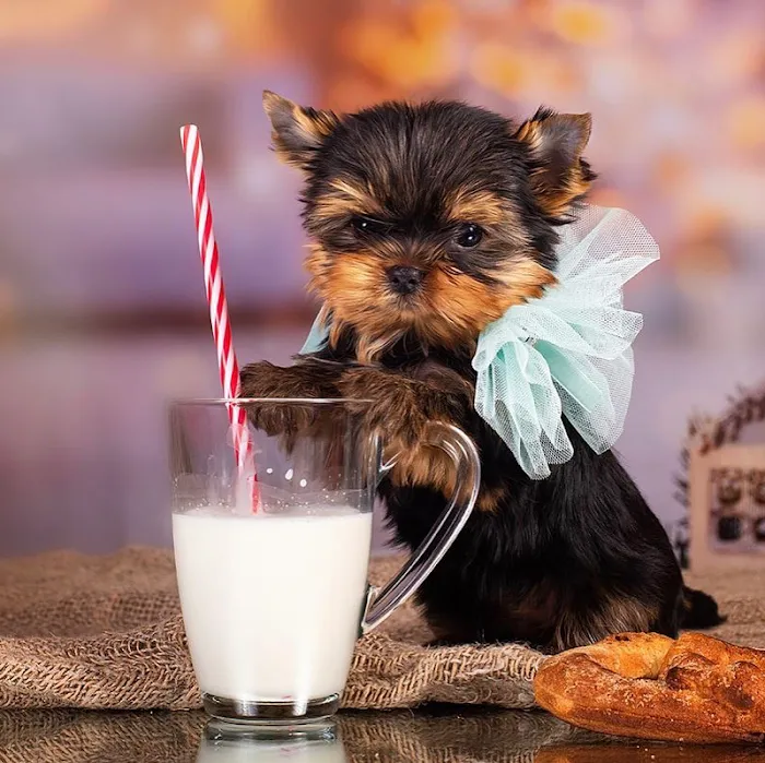 Yorkie Puppies For rehoming USA Picture 8