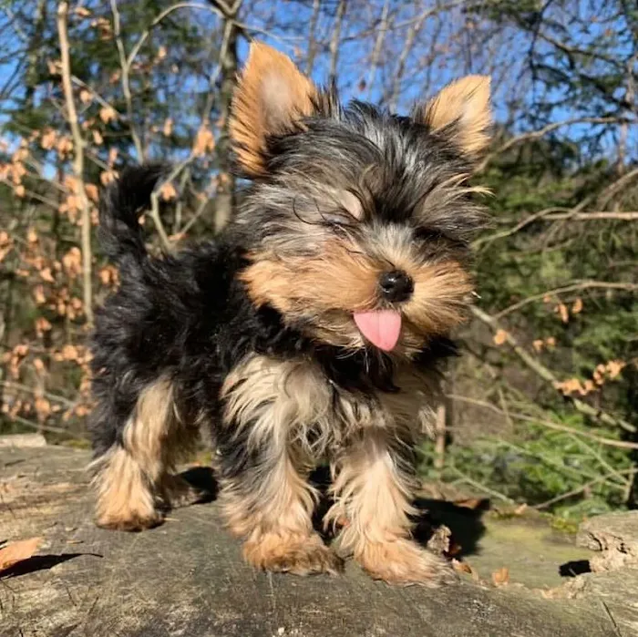 Yorkie Puppies For rehoming USA Picture 9