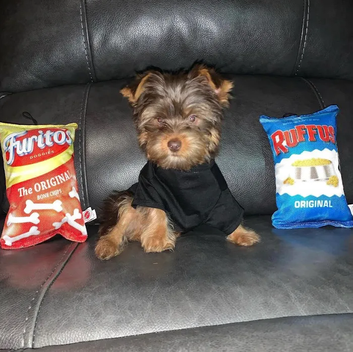 Yorkie Puppies For rehoming USA Picture 10