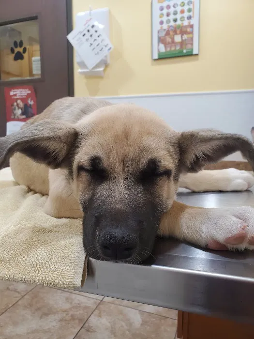 Country Club Animal Hospital Picture 3