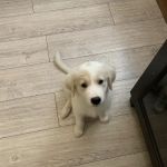 Country Club Animal Hospital