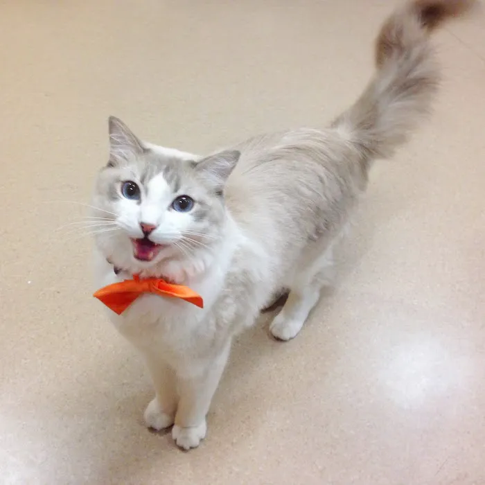 Country Club Animal Hospital Picture 2