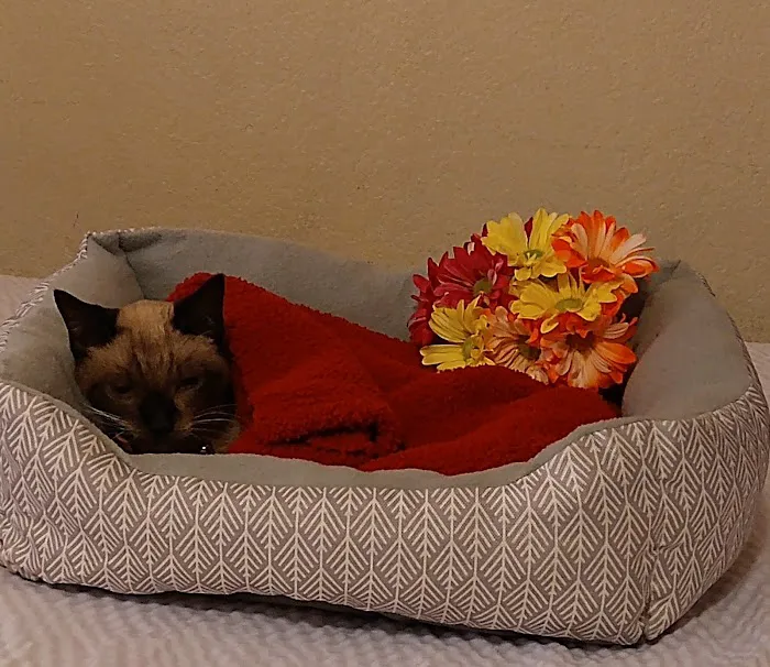 Banfield Pet Hospital Picture 2