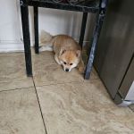 Banfield Pet Hospital