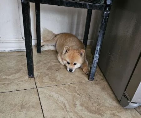 Banfield Pet Hospital