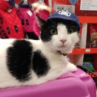 Petco ico