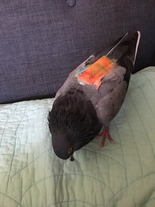 Avian Fashions Picture 3