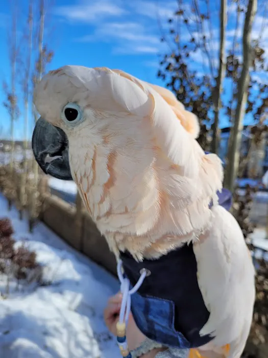 Avian Fashions Picture 4