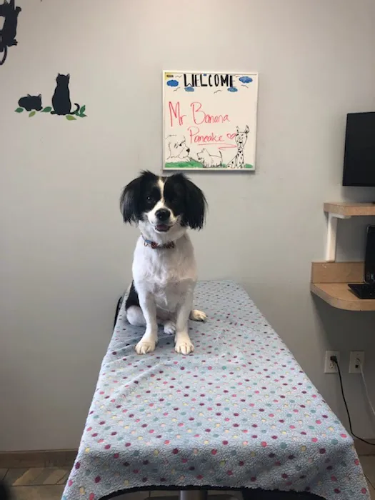 University Veterinary Center Picture 7