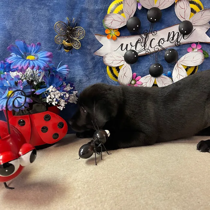 Pets Plus Inc Picture 8