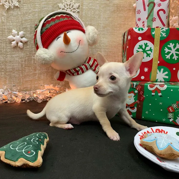 Pets Plus Inc Picture 9