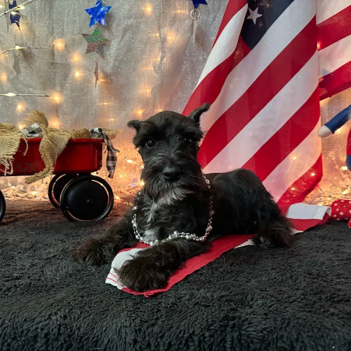 Pets Plus Inc Picture 6
