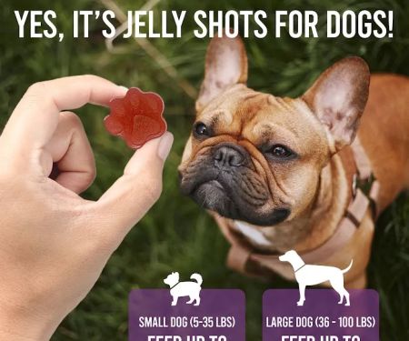 Beach Paws Boutique & Ask Dr. Caryn
