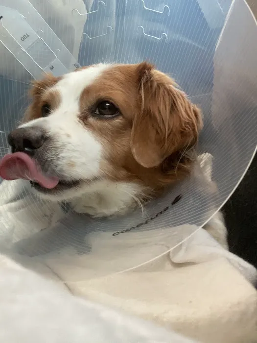 Jet's Pet Hospital Picture 4