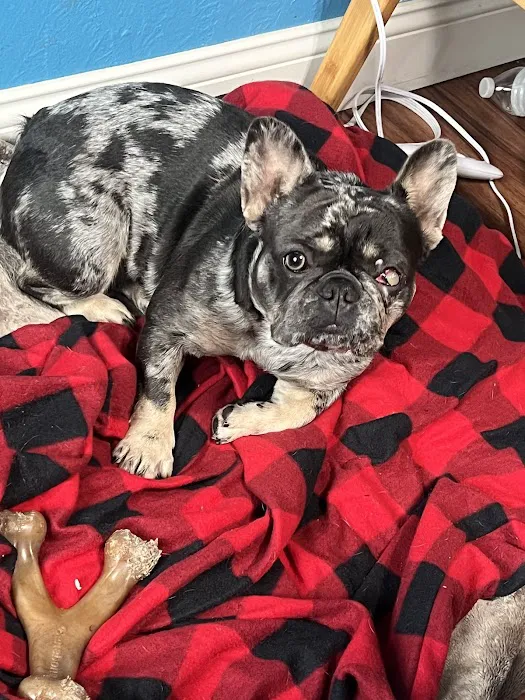 Jet's Pet Hospital Picture 3
