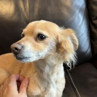 Jet's Pet Hospital ico