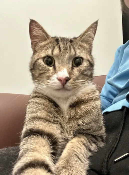 Jet's Pet Hospital Picture 2