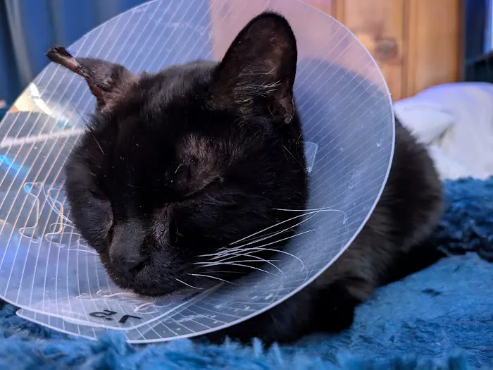 Jet's Pet Hospital Picture 8