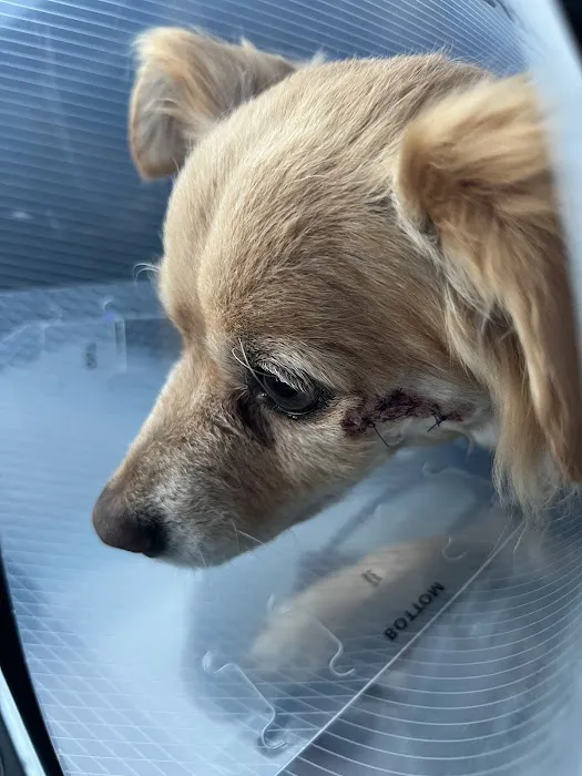 Jet's Pet Hospital Picture 6